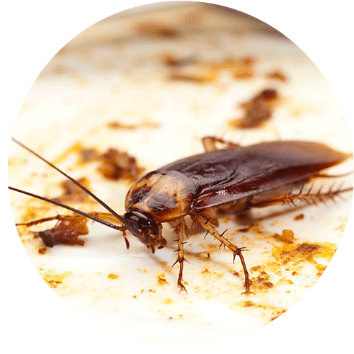 cucaracha-alemana