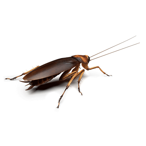 cucaracha-americana