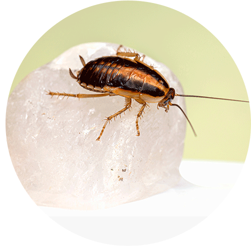 cucaracha-bandamarron