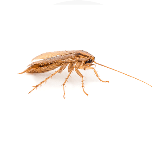 cucaracha-muebles