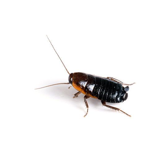 cucaracha-oriental